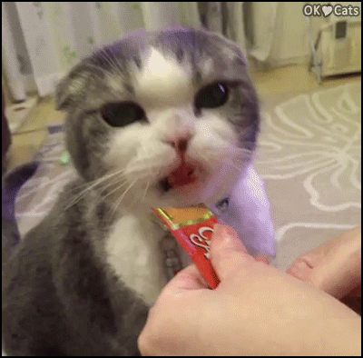 Funny Cat GIF • Cute Scottish fold cat eating a delicious liquid snack.'Om Nom Nom, I like it' [cat-gifs.com]