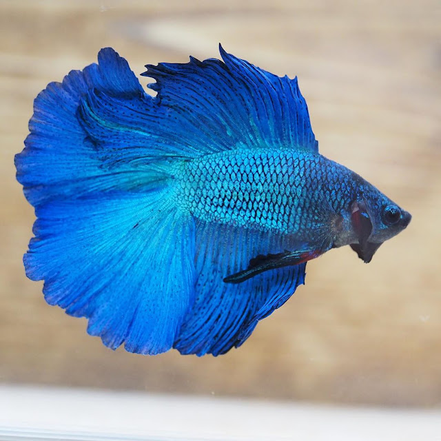 The Live Male Royal Blue Double Halfmoon Tail Betta Fish