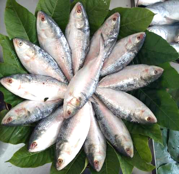 Ilish, Hilsa herring, Hilsa Shad, Ellis, Modar, Palva, Pallo Machhi, Sboor, Terubuk, hilsa fish, about hilsa fish, hilsa fish appearance, hilsa fish bangladesh, hilsa fish breeding, hilsa fish color, hilsa fish characteristics, hilsa fish eggs, hilsa fish facts, hilsa fish history, hilsa fish catch, hilsa fish total catch, hilsa fish info, hilsa fish images, hilsa fish origin, hilsa fish photos, hilsa fish pictures, hilsa fish rarity, hilsa fish size, hilsa fish scales, hilsa fish uses, hilsa fish trade, hilsa fish varieties, hilsa fish weight