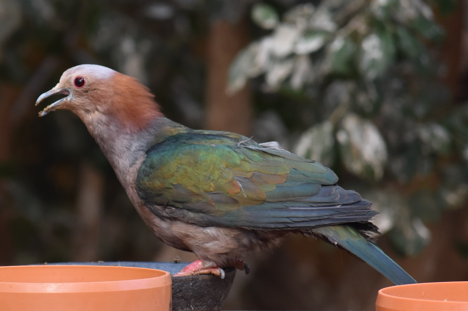ZOOTOGRAFIANDO (6.100 ANIMALS) DÚCULA VERDE / GREEN IMPERIALPIGEON