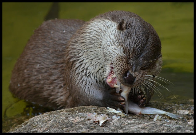 Otter Animals Facts In Hindi