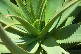 What is Aloe vera Benefits, Usage, and Side-effects