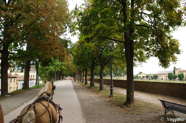 Le Mura oggi pedonali di Lucca con il meraviglioso viale alberato