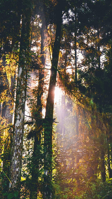 Wallpaper forest, trees, sunlight Wallpaper forest, trees, sunlight