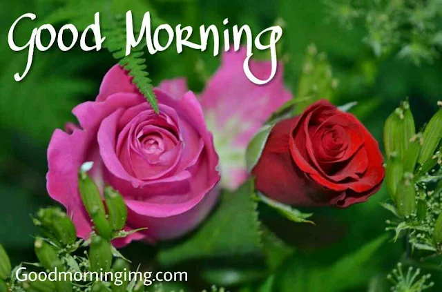 Beautiful good morning images , pics and photos of pink rose and red rose flowers