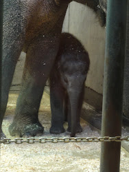 do chicken coops attract cockroaches 7