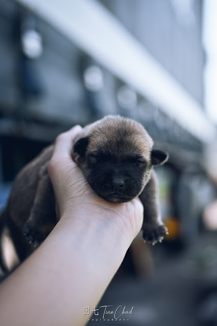 cute baby dog puppy with eyes closed and sleeping, shot with Nikon Z50 35mm