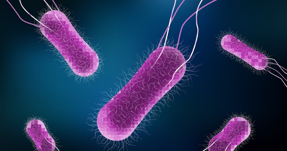 Microbiologia TXXIUERN Samonella typhi
