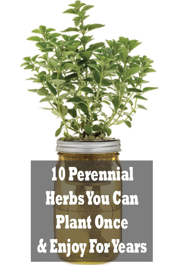 10 Perennial Herbs You Can Plant Once & Enjoy For Years beatvaxi