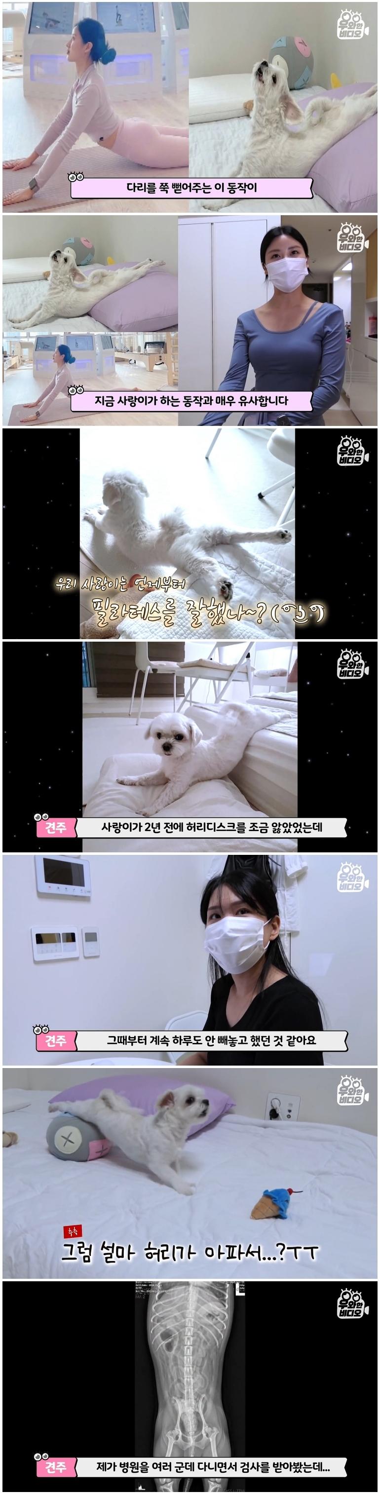 필라테스 하는 강아지