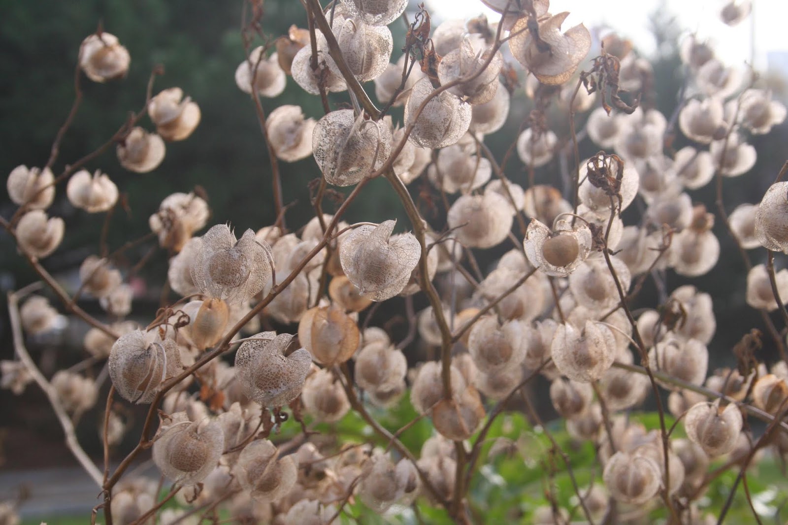 Weeding On The Wild Side More Fall Blooms Fragrance Fruit