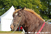 Le cheval de trait breton est conduit à l'écurie après avoir participé au . (cheval breton)