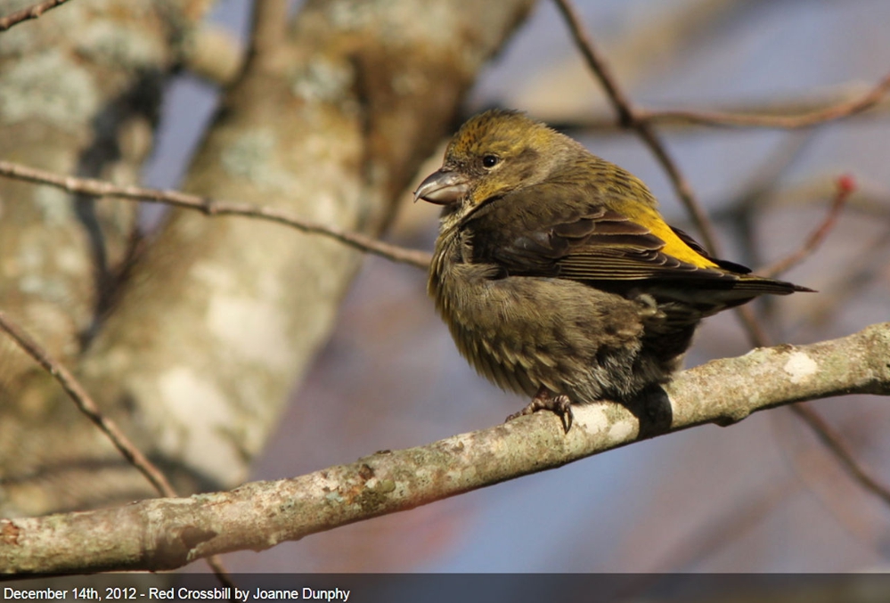 RED CROSSBILL
