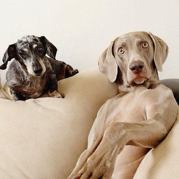 Estos perritos son los mejores amigos: Harlow e Indiana