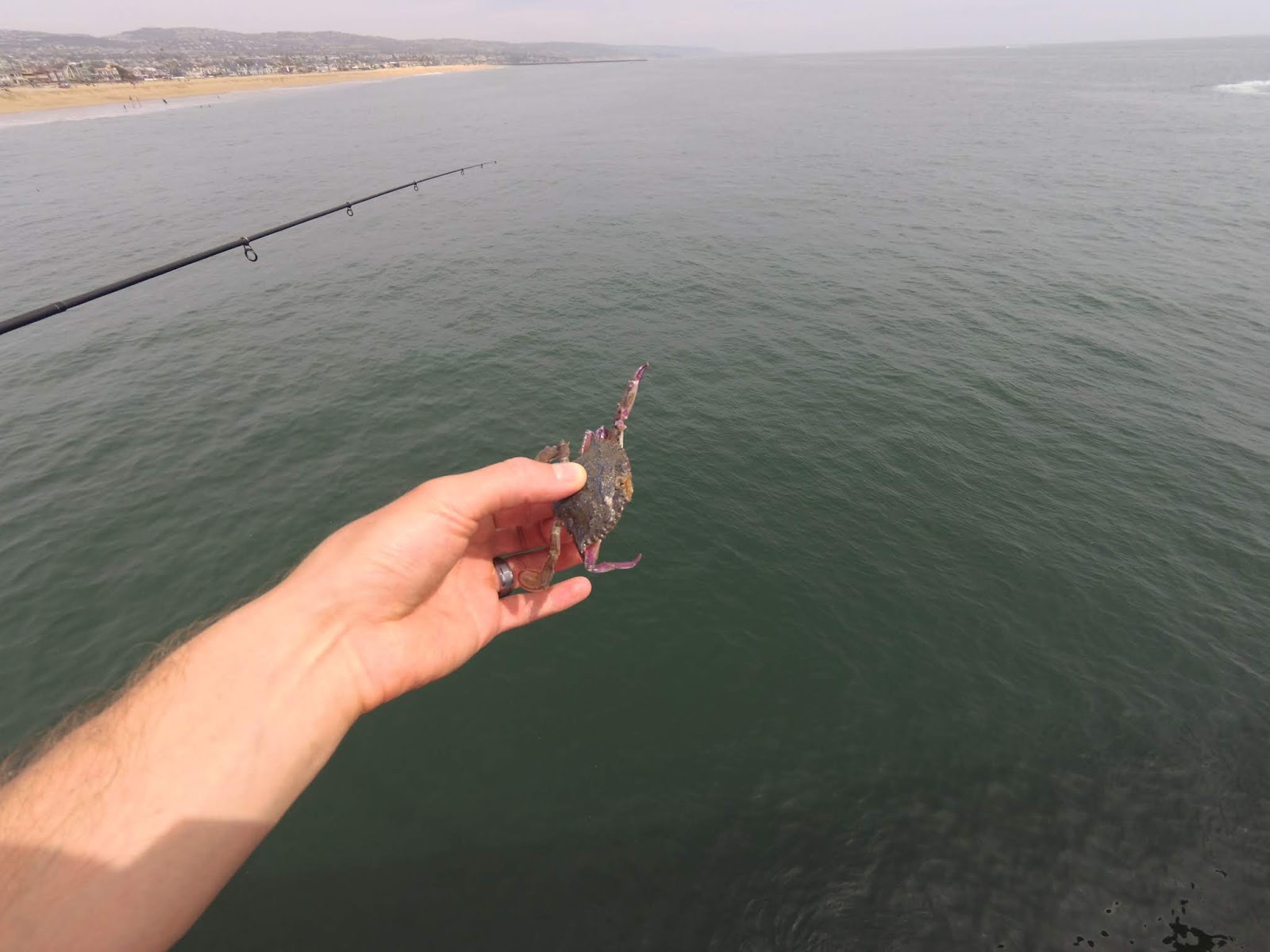 Crab Fishing California Southern California Crab Nets Hunting the