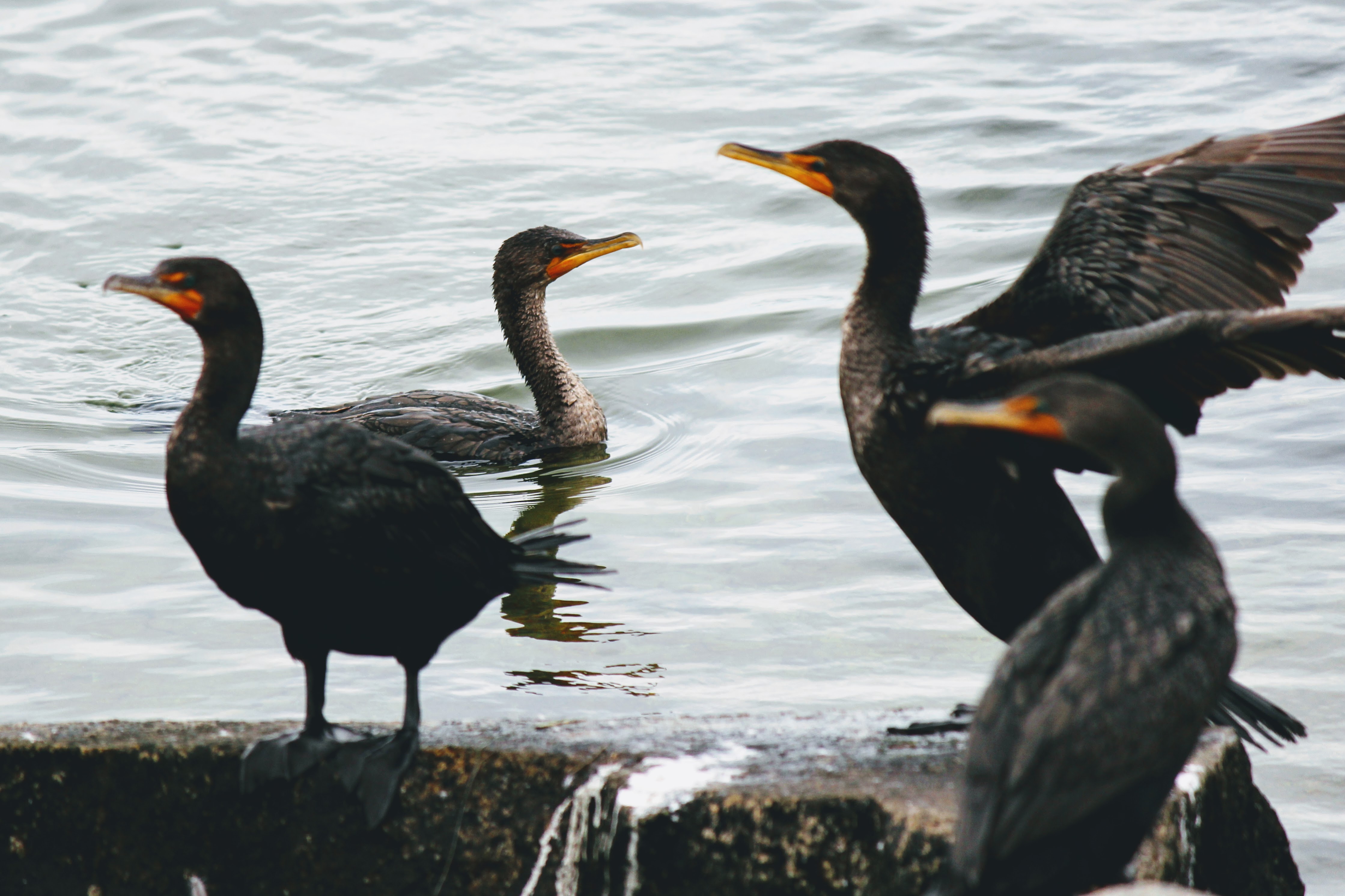 To Behold the Beauty DoubleCrested Cormorant