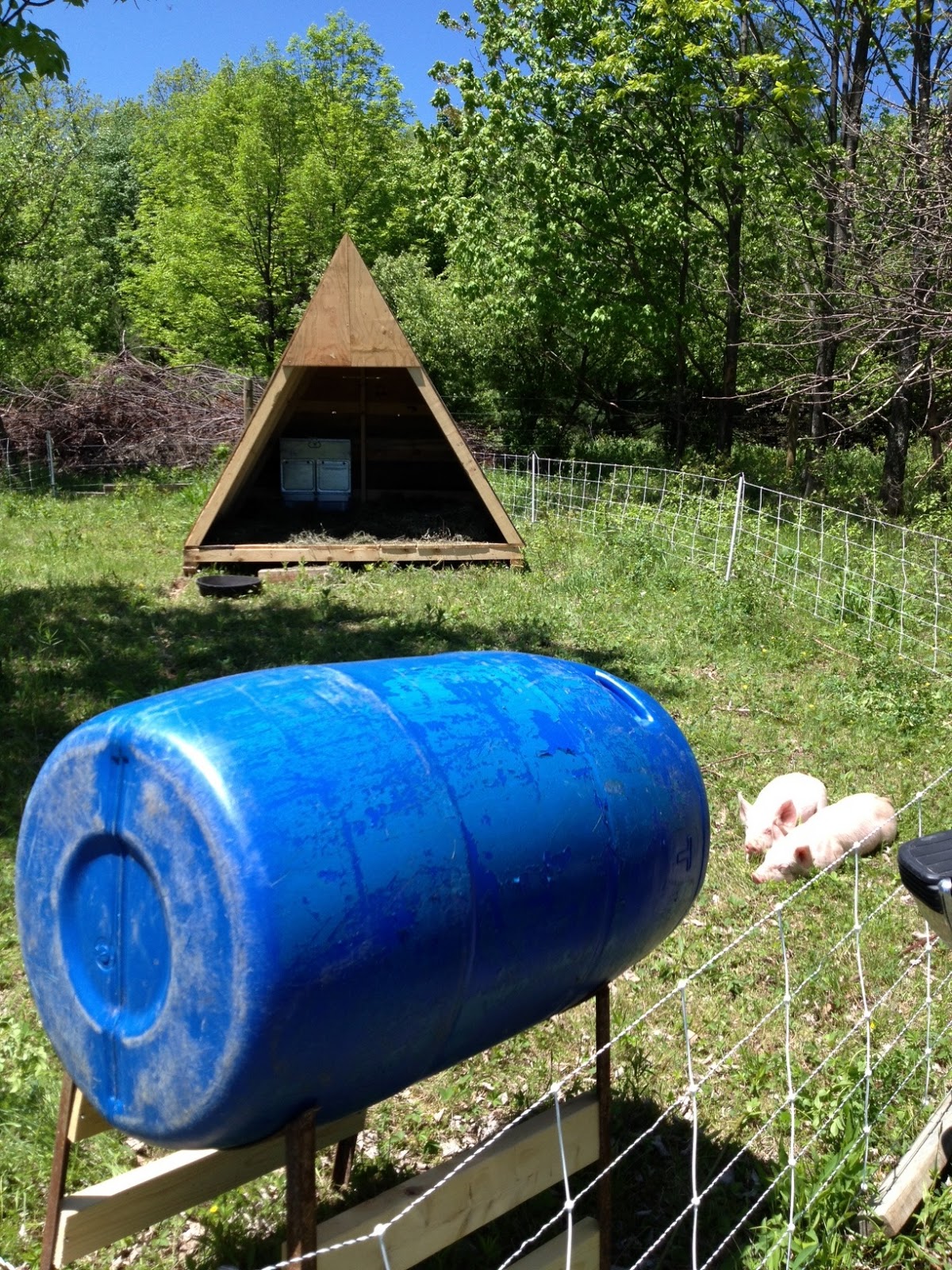 Cotton Hill Creamery The Swine Are Fine