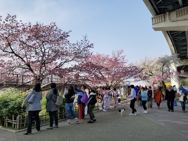 隅田川、隅田公園周辺の桜のお花見の様子