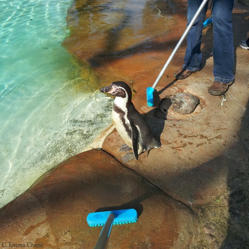 Zookeeper for a Day London Zoo. Adventures of a London Kiwi