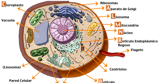 Célula eucarionte