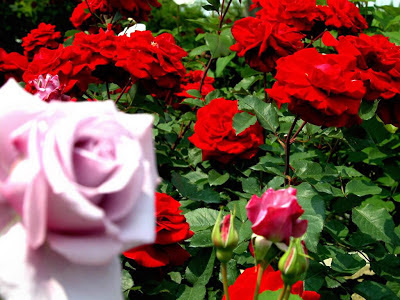 Beautiful Roses, Roses