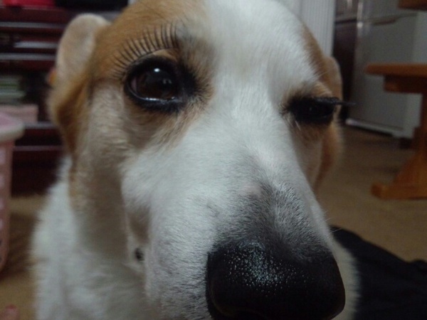 Trào lưu gắn mi giả lên mặt thú cưng trên thế giới Trào lưu gắn mi giả lên mặt thú cưng trên thế giới