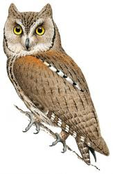 Eurasian Scops-owl