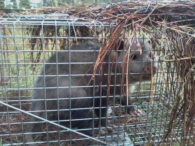 opossum in cage