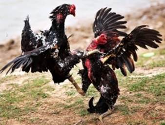 Cara cara merawat ayam  aduan bangkok hingga siap tarung 
