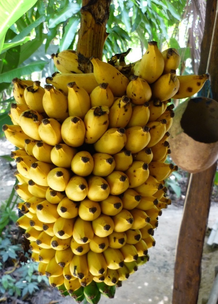 Banana, Quantos Tipos de Bananas Existem