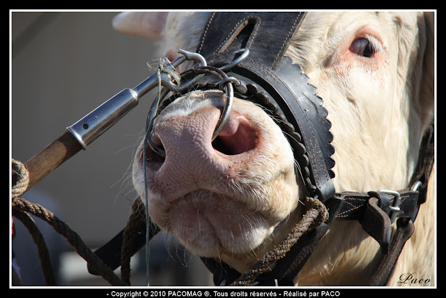 Bœuf tiré par son anneau nasal à la foire Commerciale et Agricole de Sedan