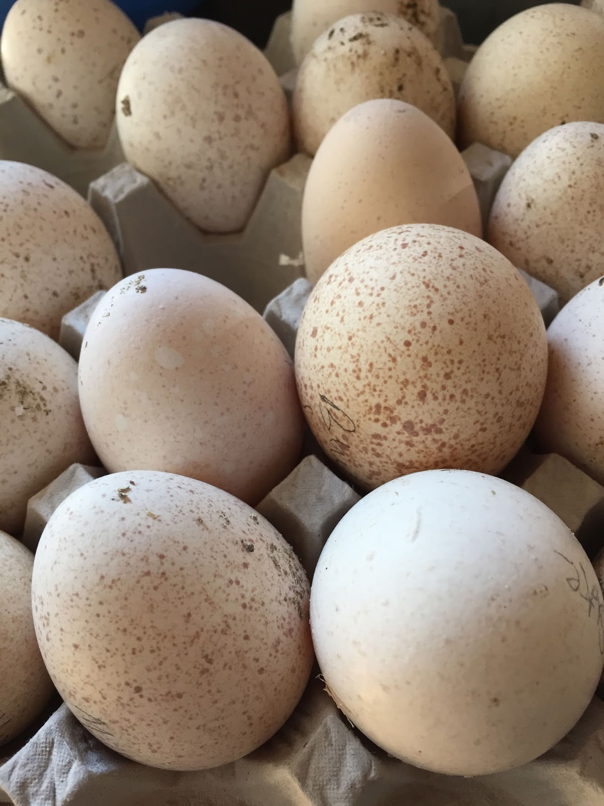 Forest Meadow Ranch Heritage Turkeys