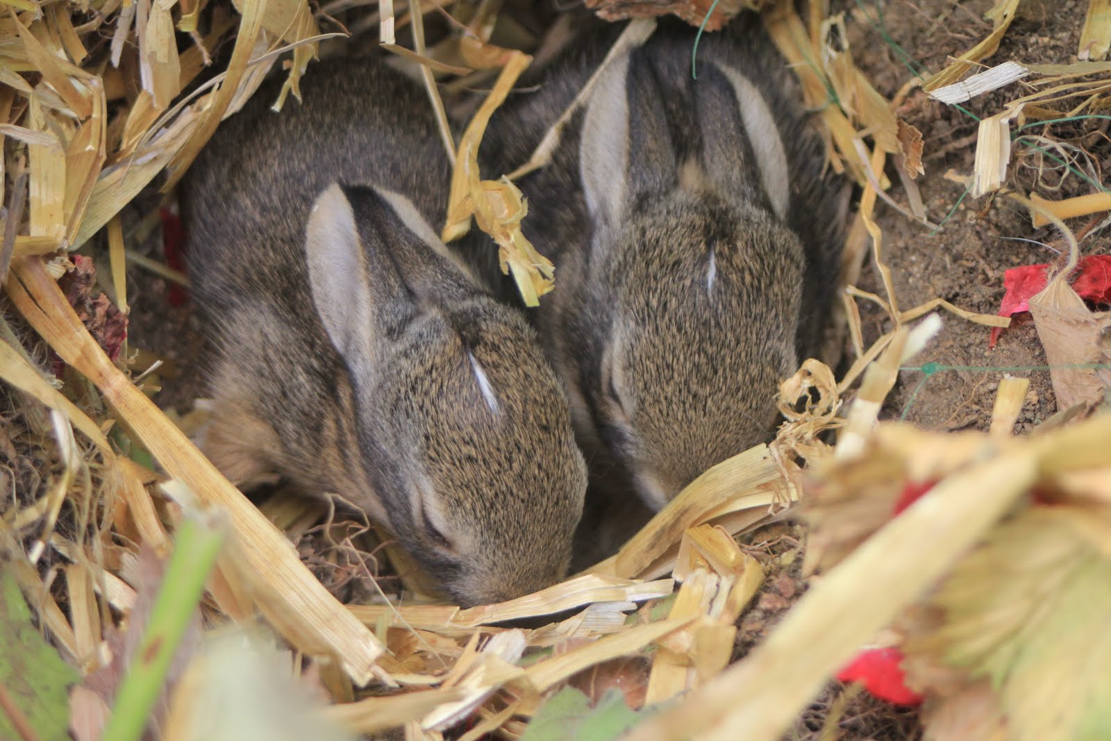 Camissonia's Corner: A Requiem for Baby Bunnies (RIP!!)