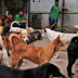 Ο Κιμ Γιονγκ Ουν κατάσχει τα κατοικίδια σκυλιά -Φόβοι πως θα χρησιμοποιηθούν ως γεύματα