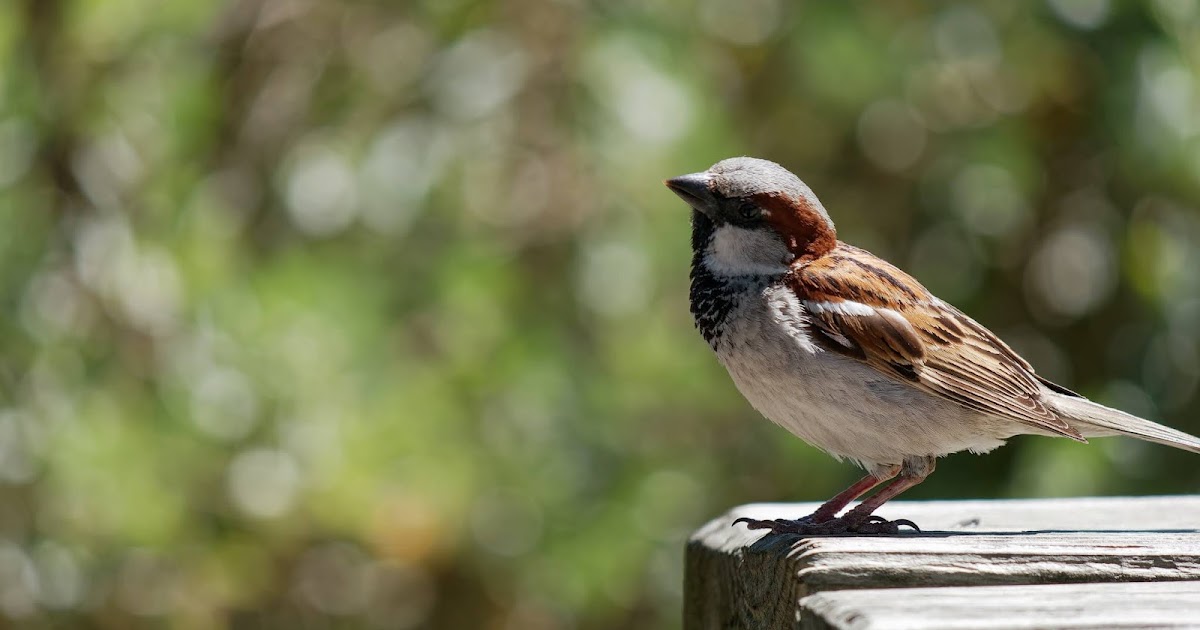 Petit à petit, l'oiseau Ernest fait son nid