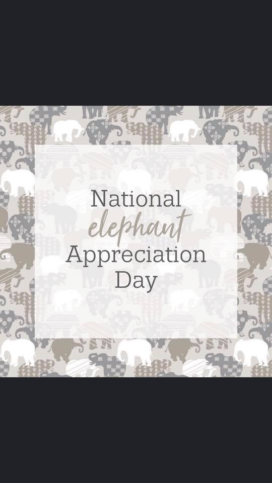 National Elephant Appreciation Day Wishes for Instagram National Elephant Appreciation Day Wishes for Instagram