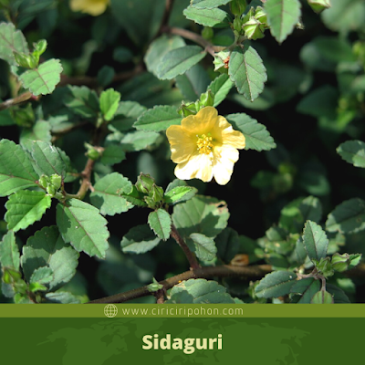 Sidaguri