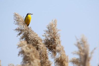 Желтая трясогузка (Motacilla flava)