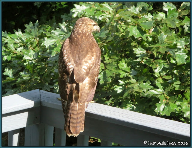 Read about the hawk on my balcony. A free photo writing prompt appropriate for first, second, and third graders is included. 