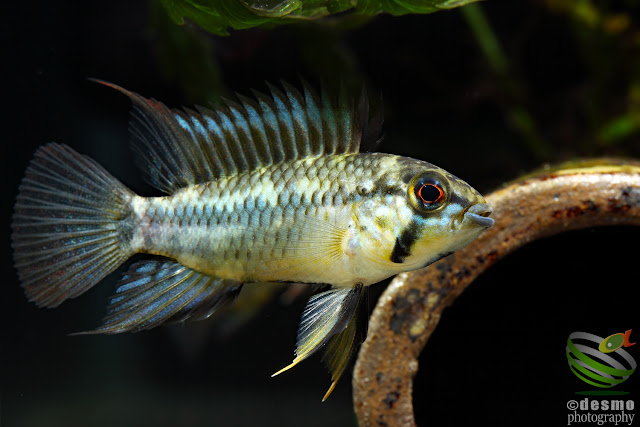 Apistogramma sp. pacman, F1