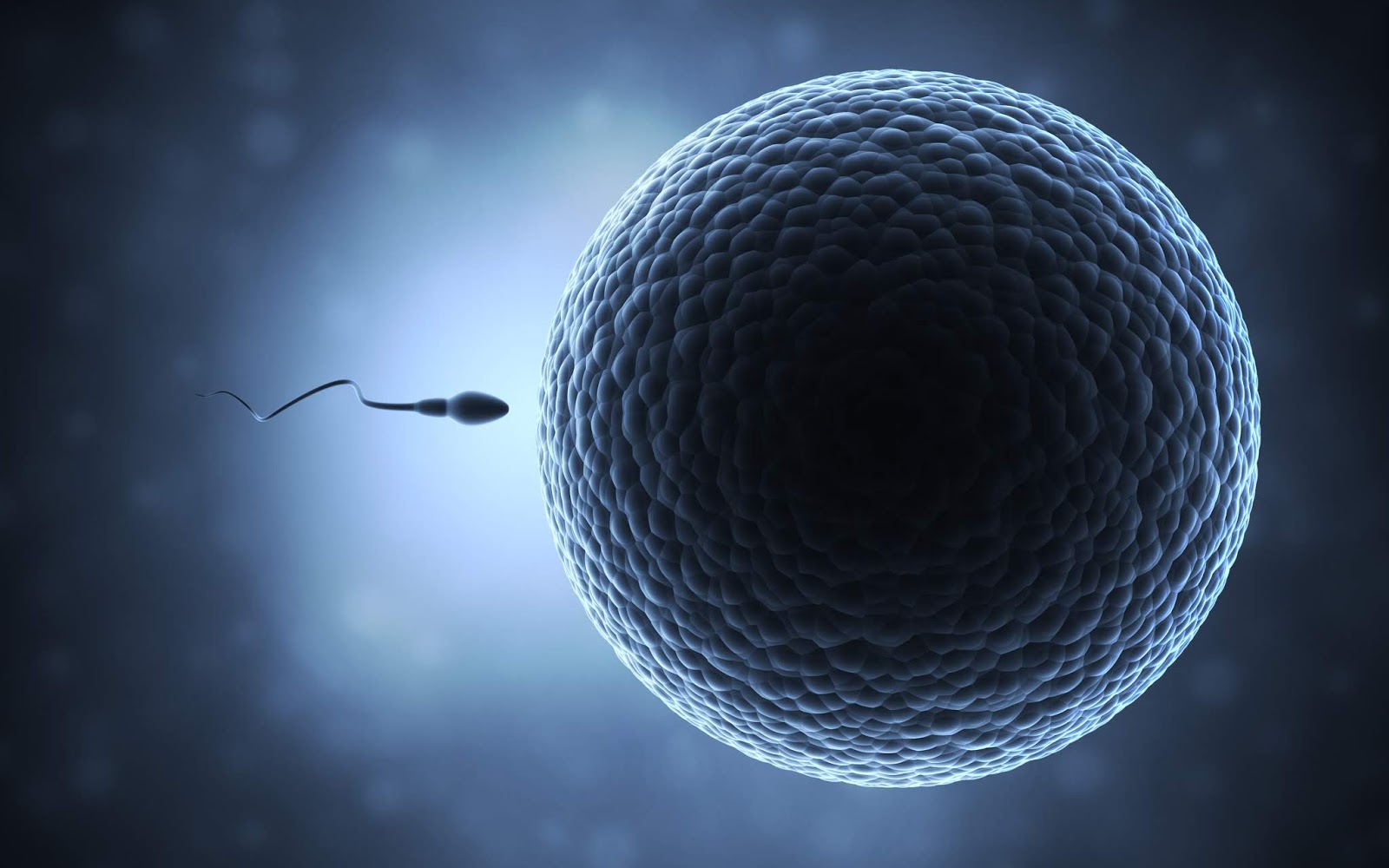 人类受精卵，能在其他动物子宫内发育吗？_实验