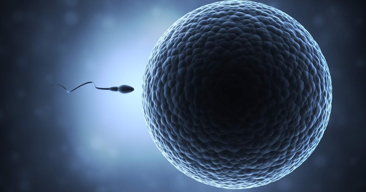 Egg Plus Sperm = Baby The reproductive equation The IVF Specialist's Blog for IVF patients