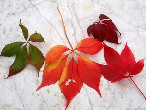 Diferentes coloraciones de las hojas de la enredadera de Virginia