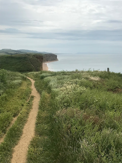 A sandy path leading through wild flowers a few metres from the edge of a cliff