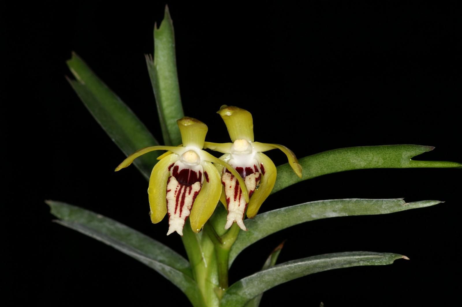 Vanda cristata orchid plant care and culture | Travaldo's blog