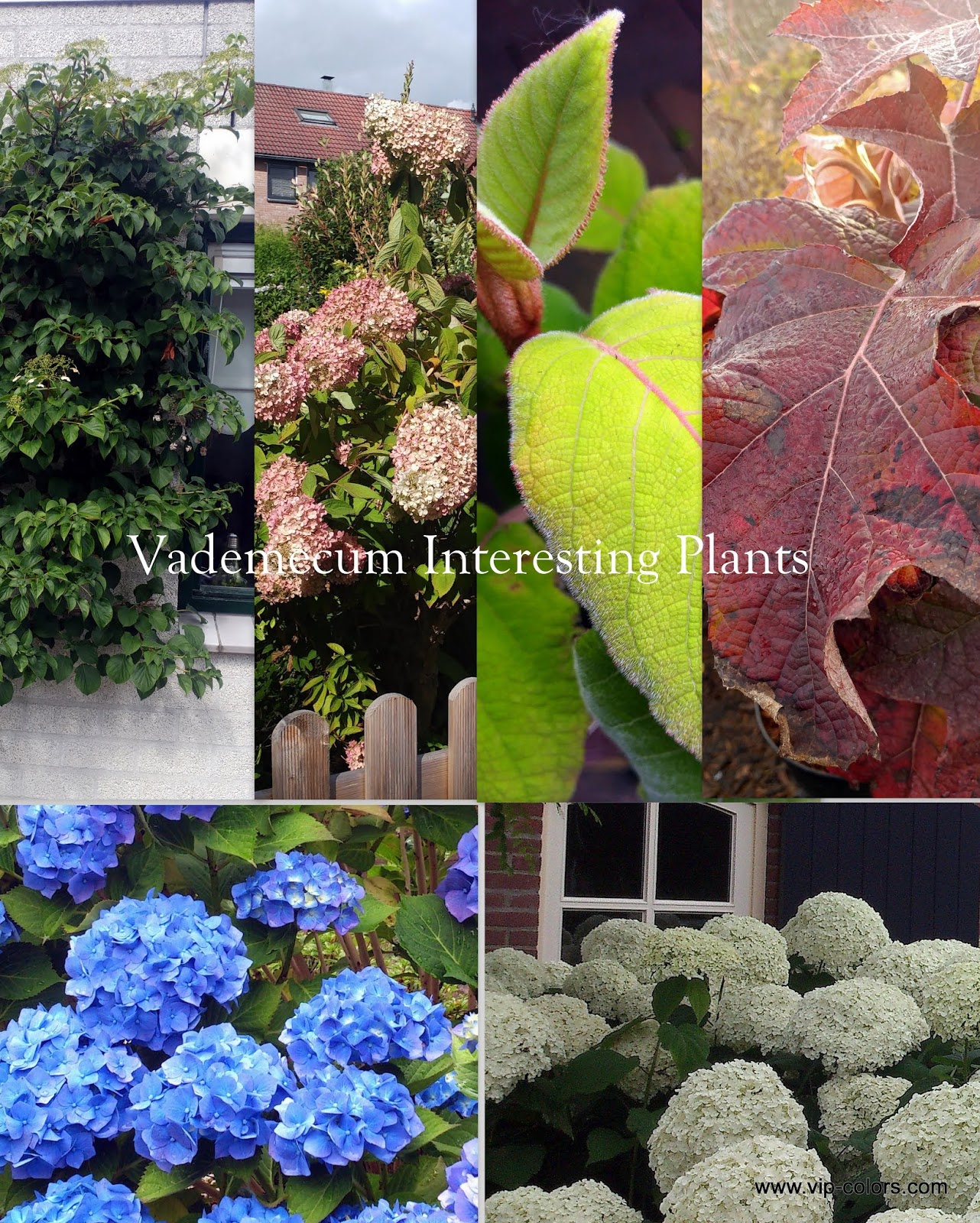 Hydrangea Aspera Stock Photos Hydrangea Aspera Stock Images