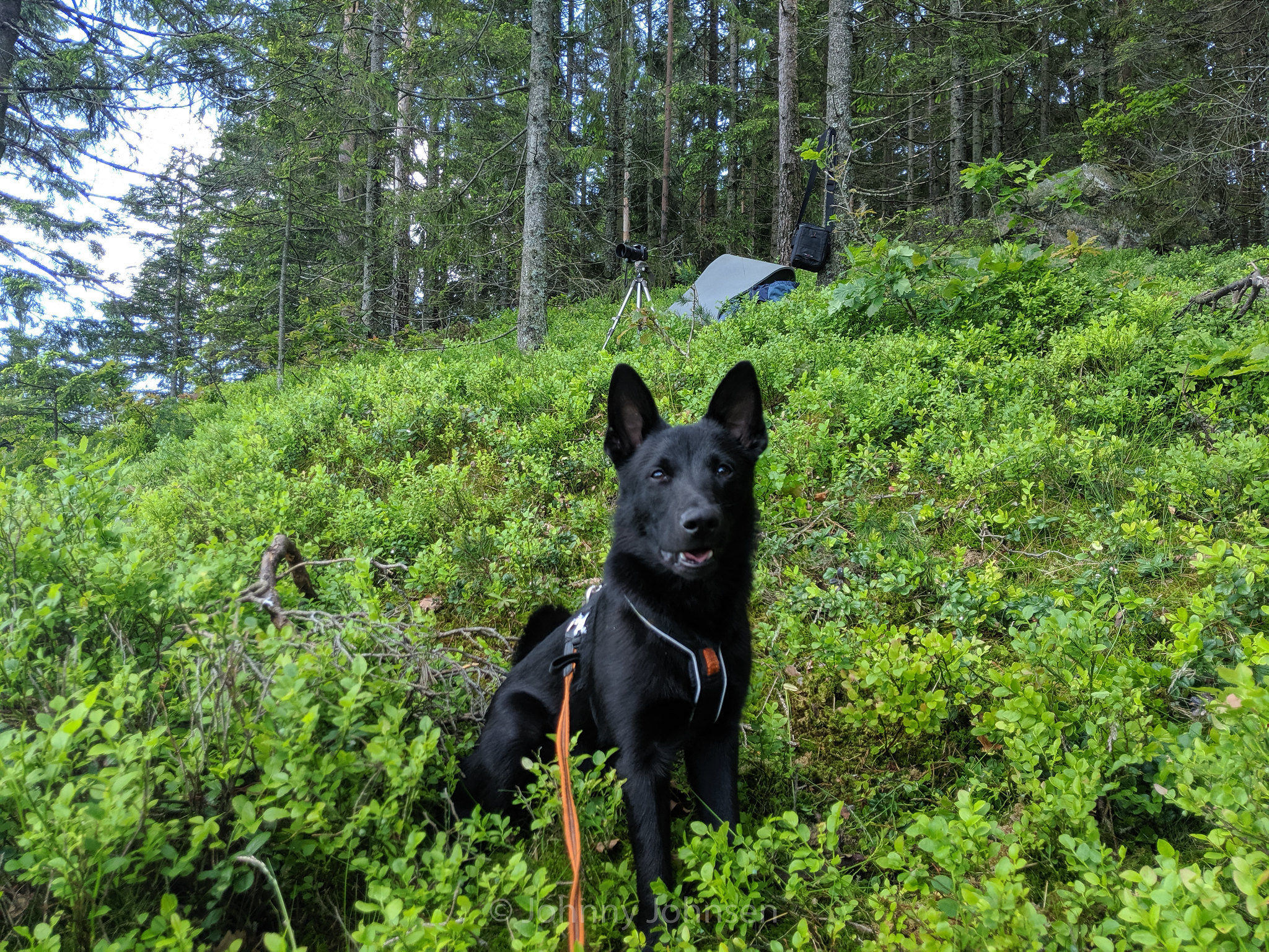 10 Blackest Dog Breeds Ever