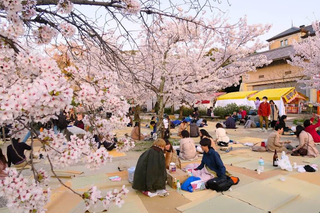 Hanami (Cherry Blossom Festival)