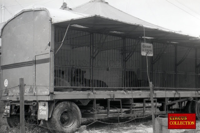 remorque cage des lionnes 