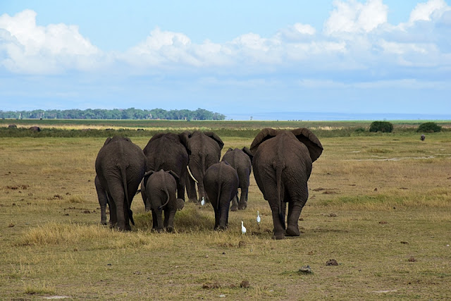 elephants in Amboseli